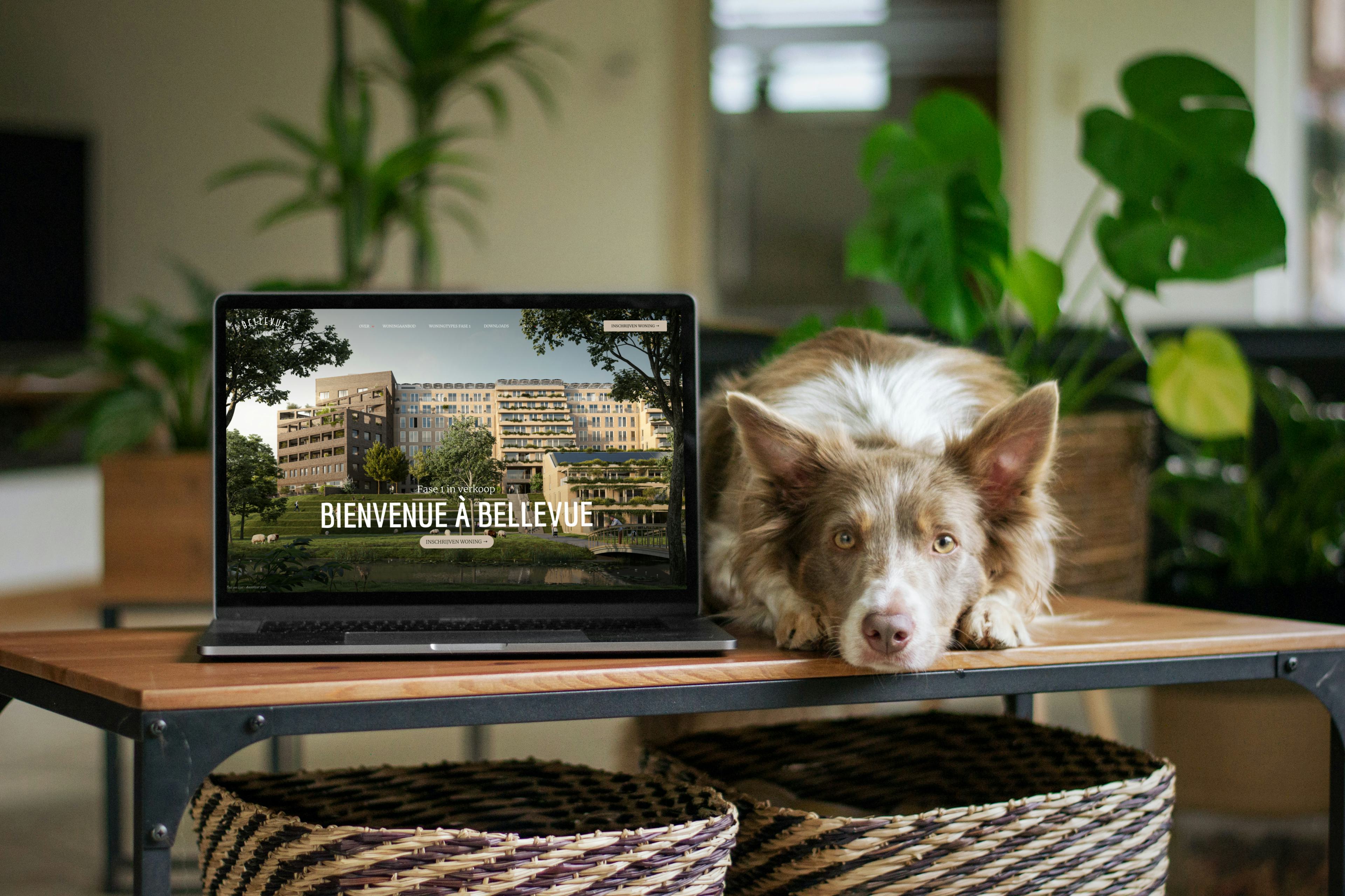 The Bellevue website on a laptop next to a dog